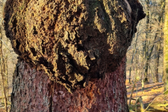 Herzbaum