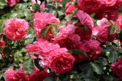 Rosen
