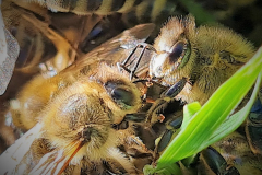 SK-Bienen