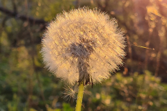 SK-Pusteblume-im-Sonnenlicht