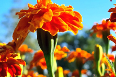 SK-Tagetes