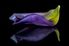 GG-22-Tulpenblatt