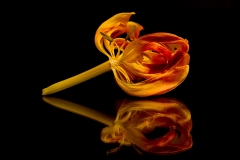 GG-23-Tulpe