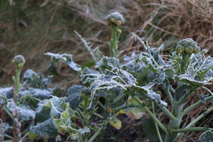 Frost