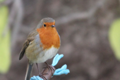 Robin