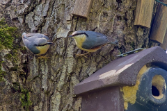 1_P4218379-Kleiber-kl