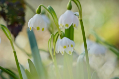 2025-03-21-Maerzenbecher-ORF3656