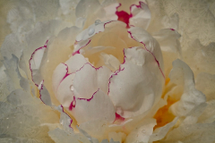2025-06-07-Pfingstrose5305