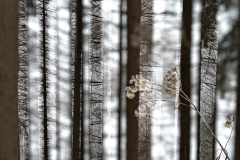 201902-Doppelbelichtung Wald P1237823kl