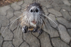 20200118-Nutria-3128899