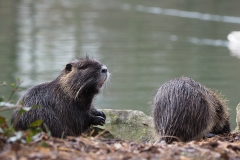 20200118-Nutria-3128962