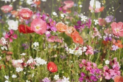 20190702-OLYMPUS DIGITAL CAMERA