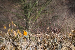 Rotkehlchen