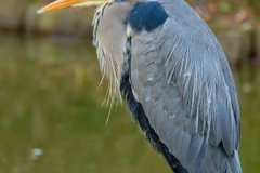 Der Reiher_Anita