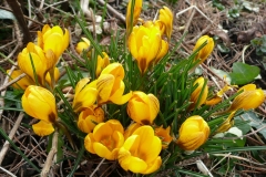 Krokus_AH