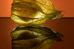 KF-Physalis