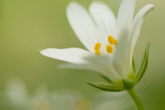 KF-Blume-1