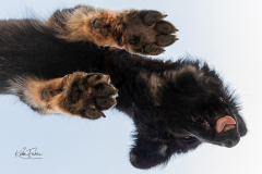 KF-Kelly-auf-Glasplatte