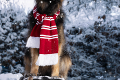 KF-Kelly-auf-Schlitten