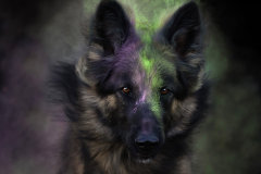 KF-Kelly-mit-Kreidepulver