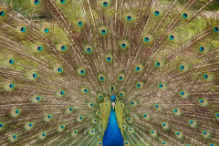 KF-Pfau