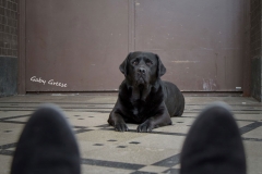 3-Fuesse-Hund-gg