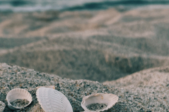 Muscheln_6394