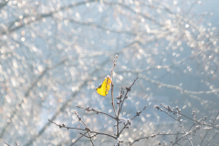 PC012285-Bokeh