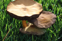 Pilze