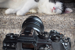 Fotografie-Kater-2