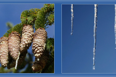 Zapfen