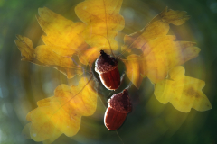 2025-10-Herbst-dobeli_8778