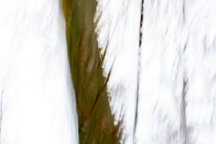 Baum-ICM