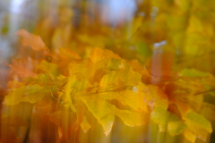 Quartal-1-Herbst_ICM