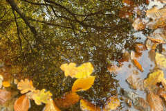 Baum-Blaetter-Spiegelung-kl