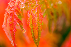 Essigbaumblatt-mit-Tropf-6596