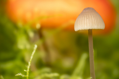 Herbst-Pilz