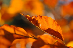 Quartal-1-Herbst