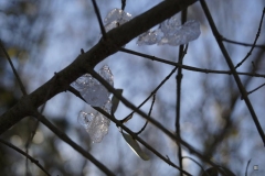 IE-EisSonnenstrahlen-004