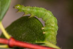 10-Kleine-Raupe-Immerblatt2