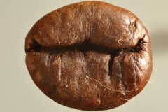 04-Kaffeebohne