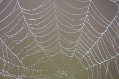 08-Makro-Spinnenetz