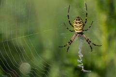 09-Wespenspinne
