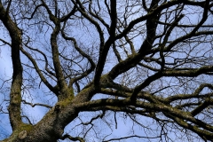 Baumstarkes-Foto-