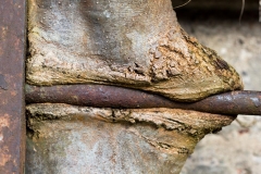 MG_1410BAum