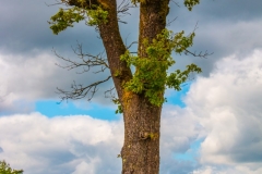 Mein-Freund-der-Baum