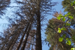 Wald-1