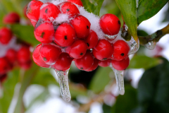 Fruechte-Winter-Schnee-