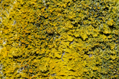 Flechten-1