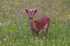Boeckchen
